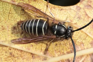 クロスズメバチの巣を発見！駆除方法と安全対策を徹底解説