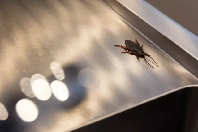 ゴキブリ駆除後の病原菌流出リスクをどう防ぐ？