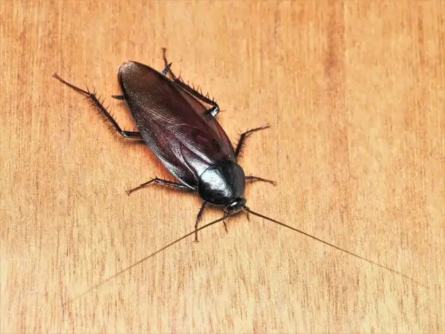 ゴキブリ駆除業者への依頼から作業完了までの流れ