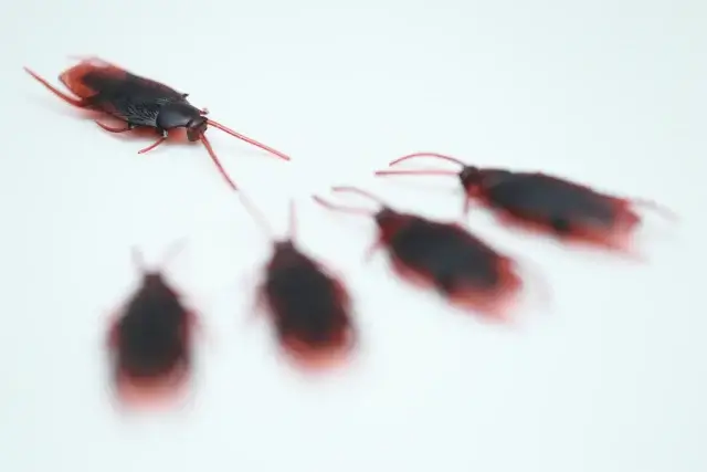 ゴミ屋敷でゴキブリが大量発生する原因とは？