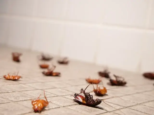 ゴミ屋敷のゴキブリによる健康リスクと放置の危険性はある？