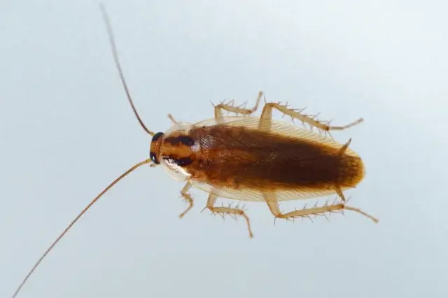 コンバットの効果を極限まで高めるゴキブリ駆除戦略