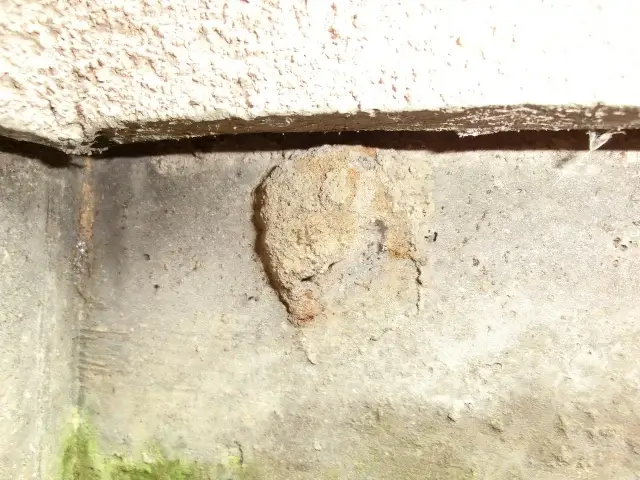 害虫発生のサイン