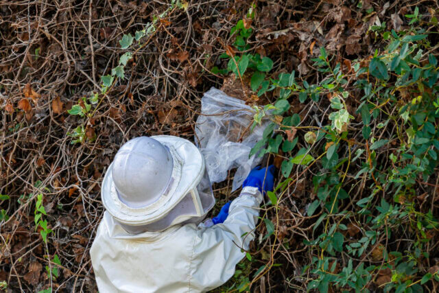 羽曳野市でスズメバチ駆除を自力で行う方法と手順